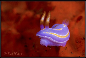 3D - Tiny Nudi (Pectenodoris trilineata).  D300/Inon Stro... by Richard Witmer 